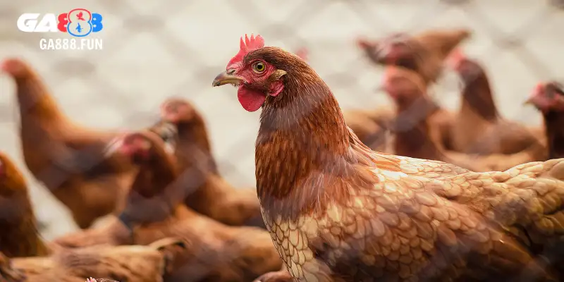 Cách chọn gà chọi mái qua ngoại hình