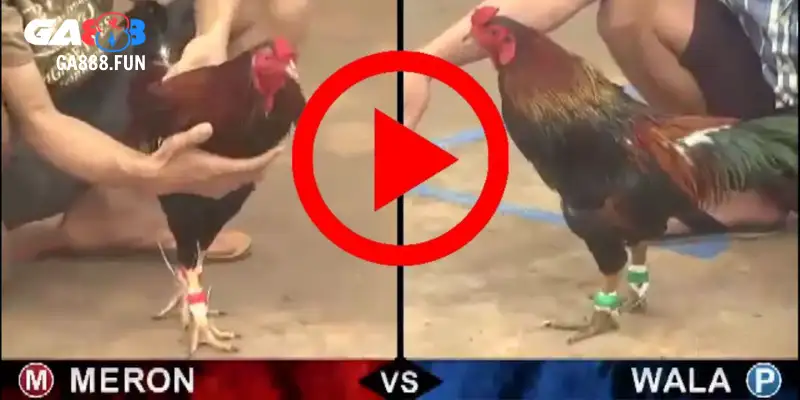 Cách tham gia đá gà CPC1