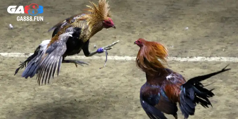 Chế độ ăn ngon giúp duy trì gà chọi đẹp