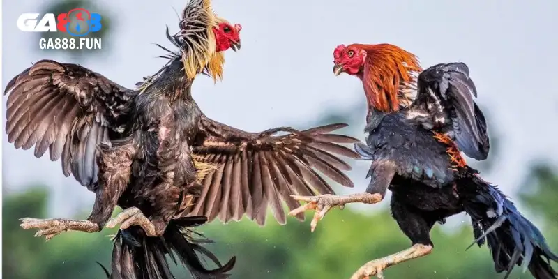 Gà chọi đẹp ngoại hình đỉnh