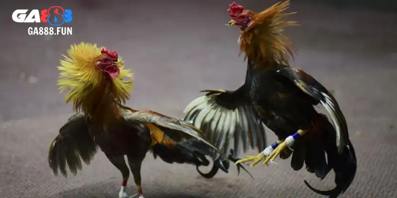 Khái quát về kinh nghiệm đá gà hàng xáo