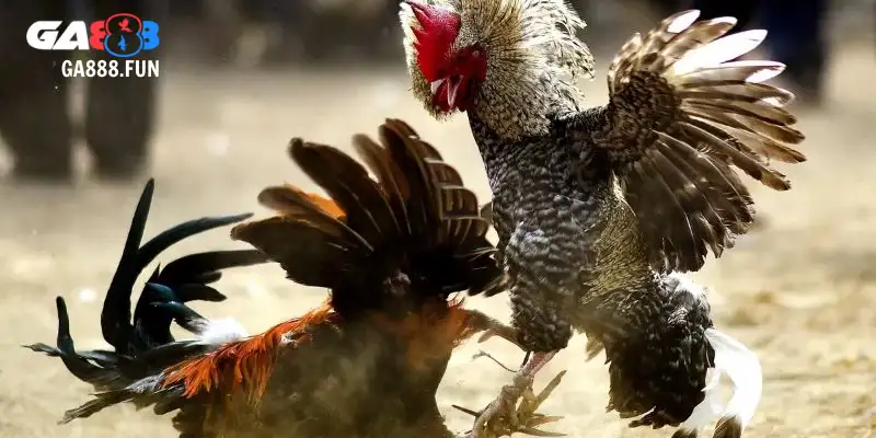 Kỹ thuật phân tích trong kinh nghiệm đá gà hàng xáo