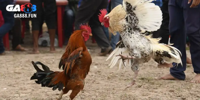 Quy tắc cần biết trong đá gà CPC1