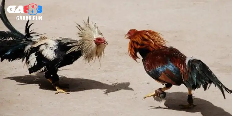 Vì sao nên chọn gà chọi đẹp