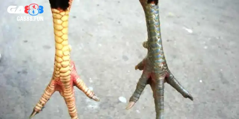 Xem chân gà chọi để làm gì