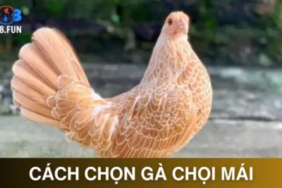Cách Chọn Gà Chọi Mái – Bí Quyết Tạo Giống Đỉnh Cao