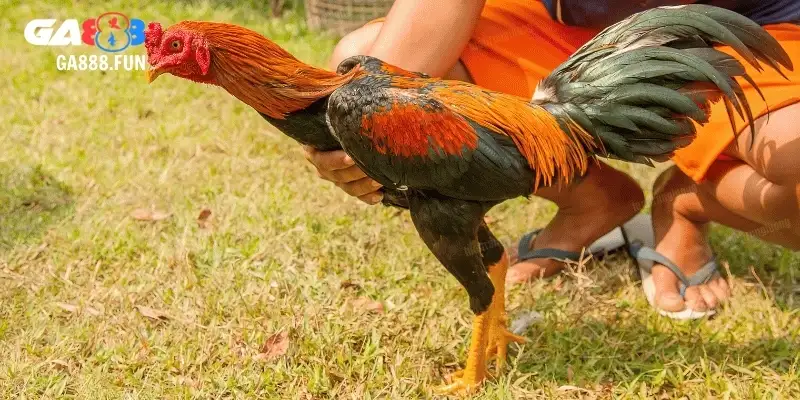 Chiến thuật từ cao thủ trong đá gà CPC2