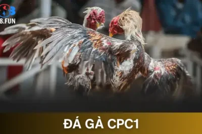 Đá gà CPC1 – Những Trận Đấu Thomo Trực Tuyến Tại GA888
