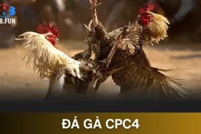 Đá Gà CPC4 Sân Chơi Hấp Dẫn Với Nhiều Trải Nghiệm Độc Đáo