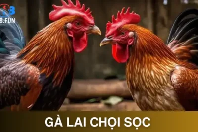 Gà Lai Chọi Sọc – Chiến Kê Đỉnh Cao Anh Em Nên Chọn Nuôi