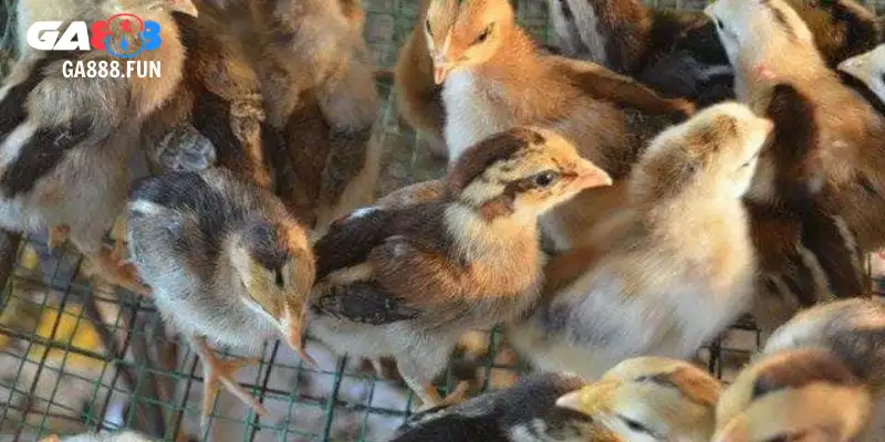 Gà lai chọi sọc có gì đặc biệt