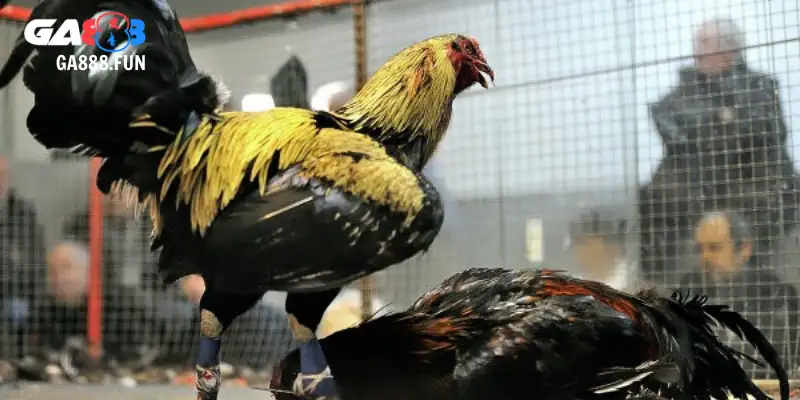 Hướng dẫn tham gia đá gà từng bước