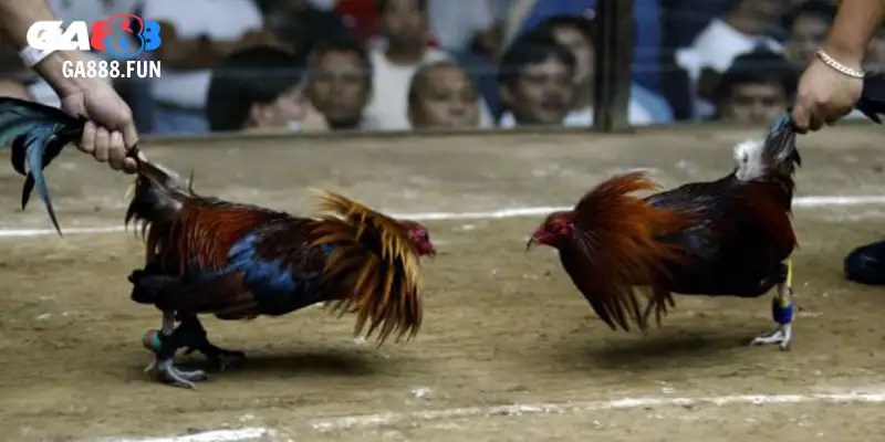 Huấn luyện tại GA888 tăng sức mạnh gà lai chọi sọc
