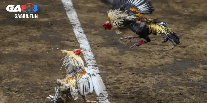 Khám phá điểm thú vị từ gà đá chợ tốt