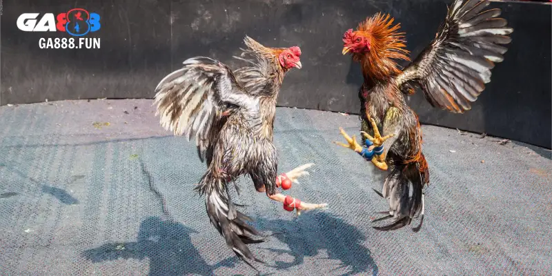 Tối ưu thời gian vàng để quản lý vốn