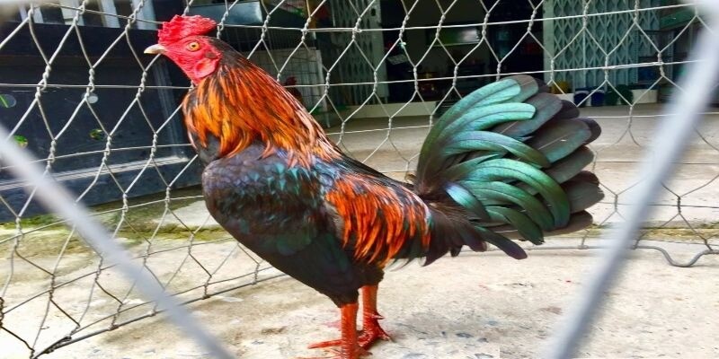 Hình dáng của gà Thái lai Việt