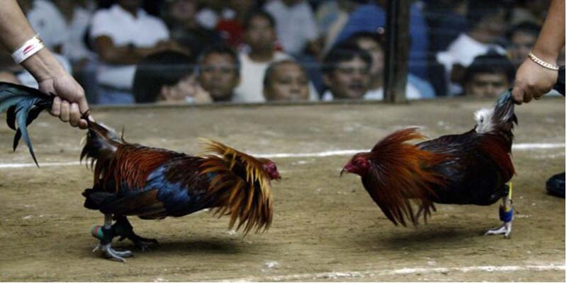 Giới thiệu chung về cách để thả gà đá cựa sắt