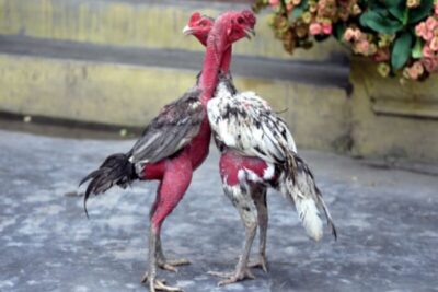 Cách làm cổ gà chọi to và săn chắc theo sư kê chuyên nghiệp