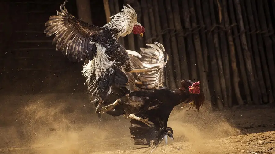 Có chế độ dinh dưỡng hợp lý khi chăm sóc gà đá thở nhiều 