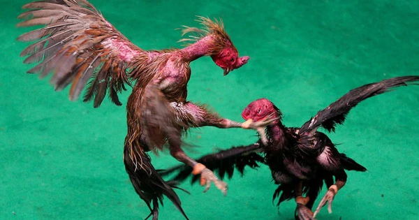 Giải đáp các câu hỏi thường gặp về gà chọi Thái Lan 