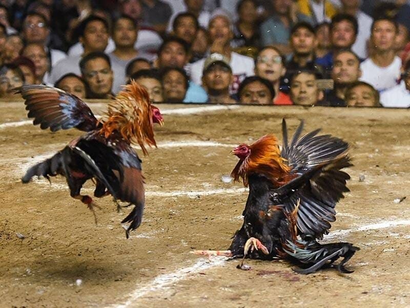 Xem trực tiếp đá gà tại bồ gà Tonhon