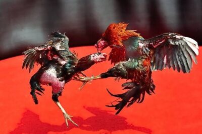 Gà Đá Thở Nhiều – Nguyên Nhân, Cách Chăm Sóc Phục Hồi Chuẩn