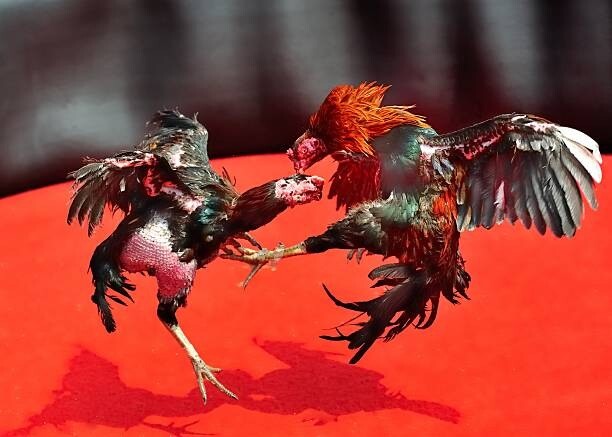 Cách chăm sóc và điều trị trong trường hợp gà đá thở nhiều 