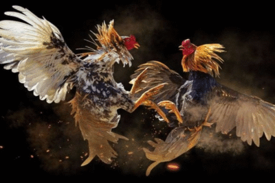 Tổng quan về gà Bạch Đầu và những điều cần biết