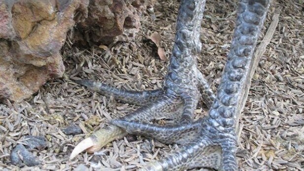 Giải đáp câu hỏi thắc mắc về gà Hắc Hổ Thới 