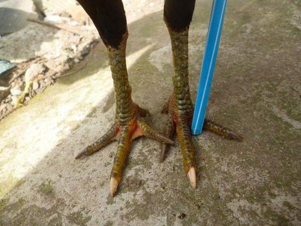 Đặc điểm nhận biết của gà chọi Bạch Đầu