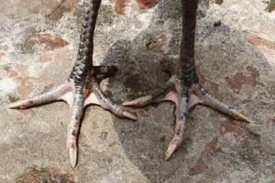 Gà Hắc Hổ Thới – Dòng Chiến Kê Oai Phong, Nổi Tiếng Nhất