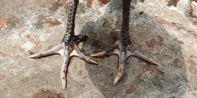 Cách chọn và chăm sóc cho gà Hắc Hổ Thới 