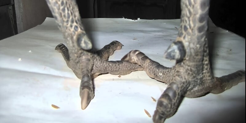 Các đặc điểm trong lối đá của gà Hắc Hổ Thới 