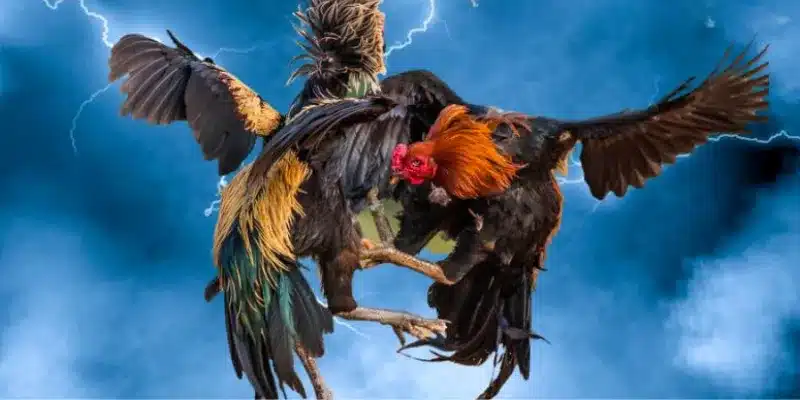 Những lưu ý khi chơi cá cược cùng gà chọi Bạch Đầu