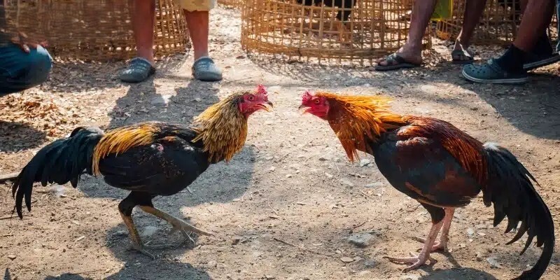 Đặc điểm về ngoại hình của gà Hắc Hổ Thới 